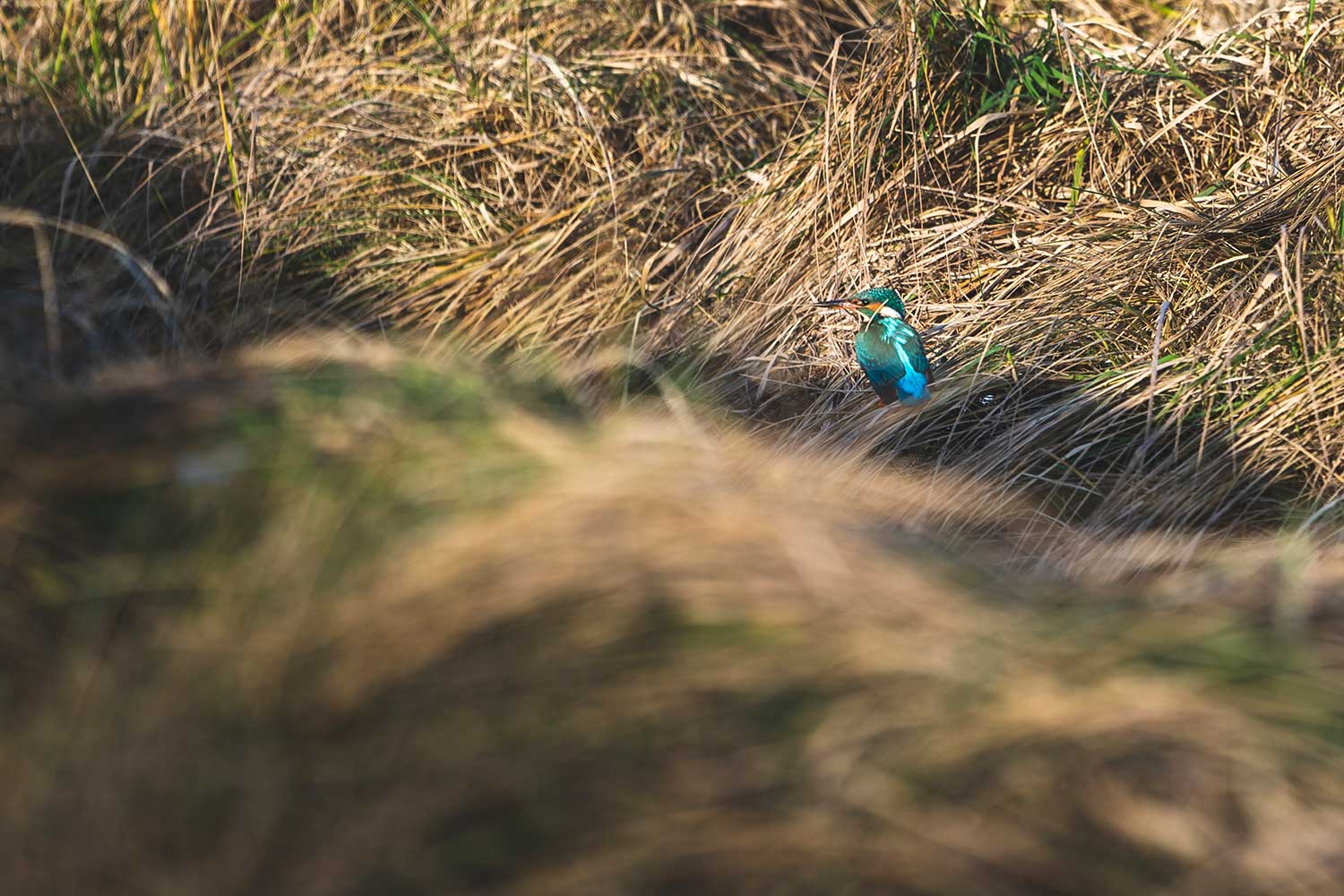 Naturfotografie, Tiere, André König, Yourfilms
